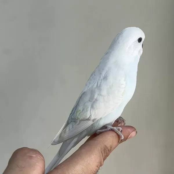Bebek Muhabbet Kuşu Yeni Yeme Düşmüş Gönderim Var