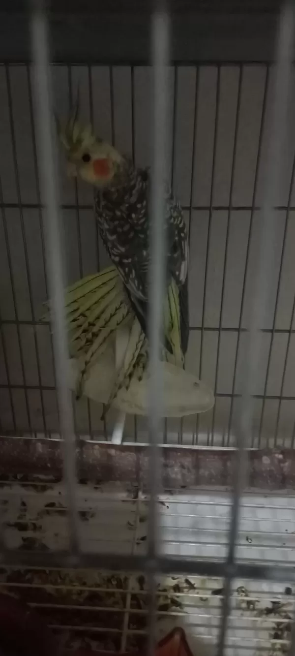 Sahibinden Yavru Sultan Papağanı