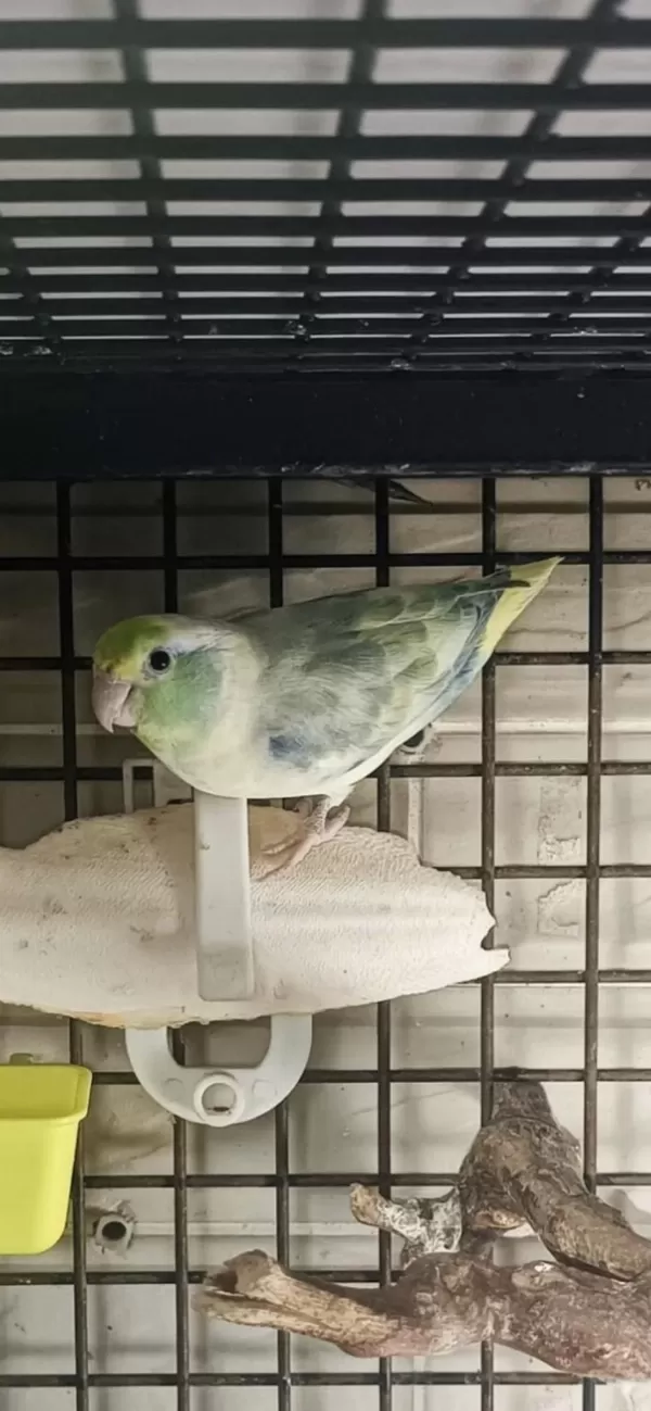Turkuaz Pied Mutasyon Forpus