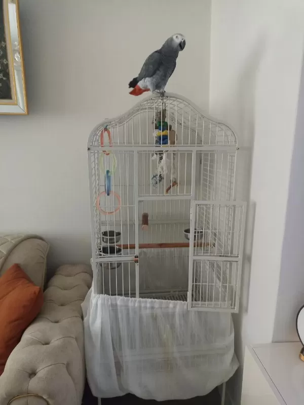 2 Yaşında Jako Full Evcil İsırma Yok Herkese Gider