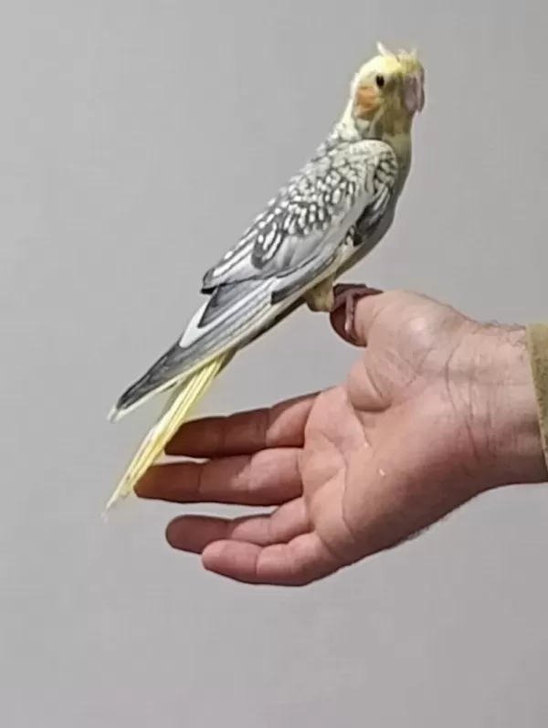 3 Adet Sultan Papağanım Vardır Ele Alışkın Yavru