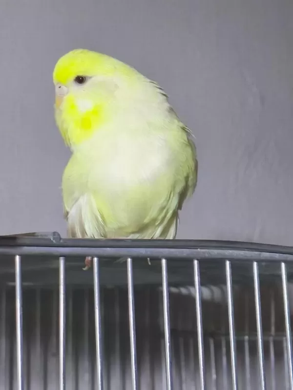 Jumbo Dişi Muhabbet Kuşları