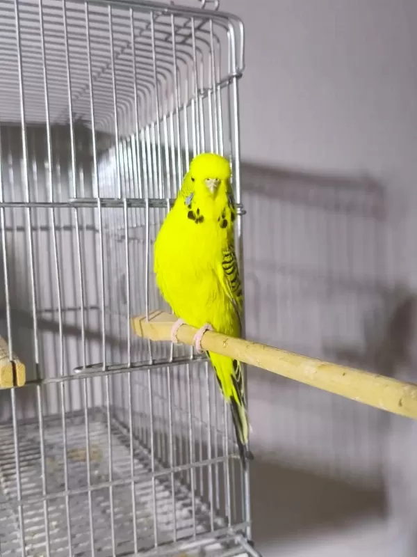 Jumbo Dişi Muhabbet Kuşları