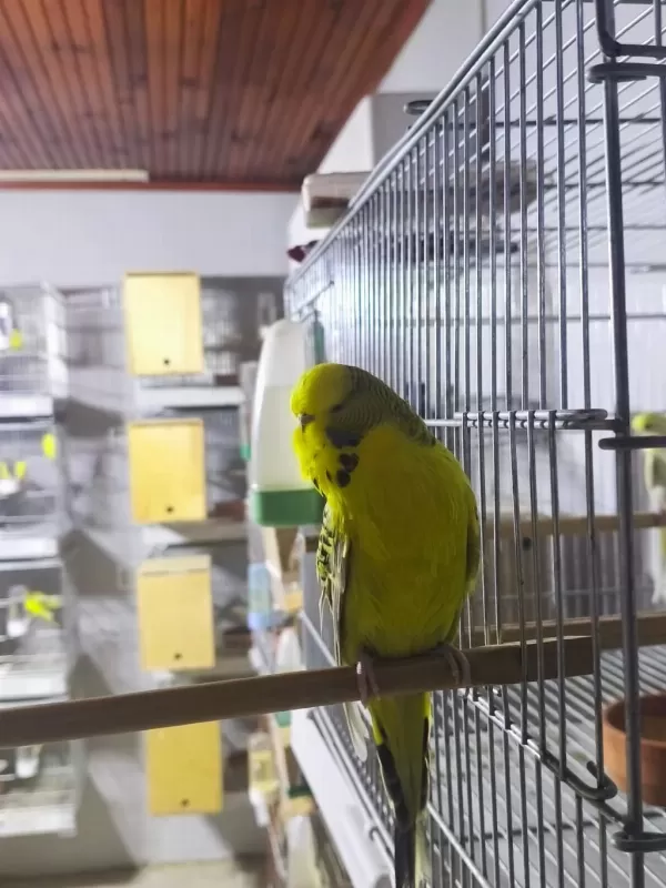 Jumbo Dişi Muhabbet Kuşları