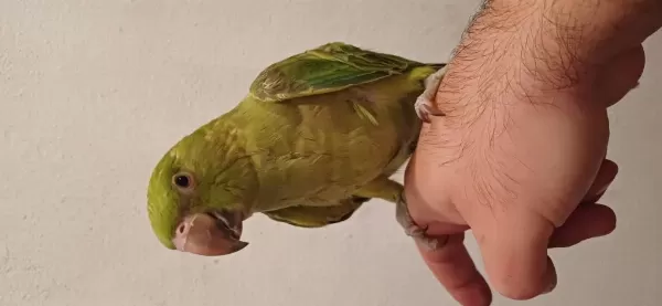 Bebişlerimiz Pakistan Papağanı