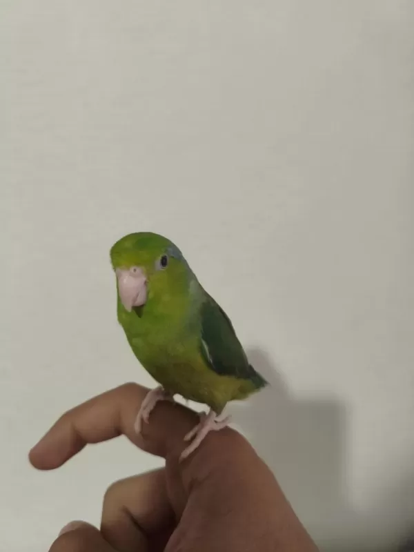 Forpus Erkek Cüce Papağanımız