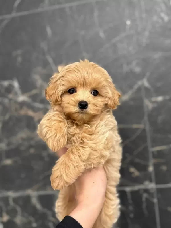 Sağlıklı Maltipoo Yavruları