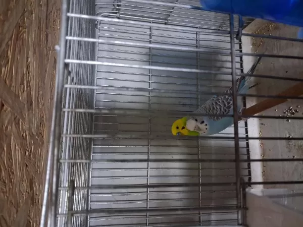 Sağlıklı Muhabbet Kuşlarımız