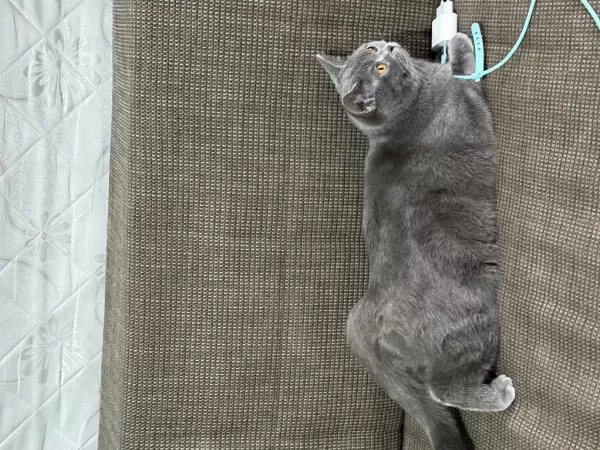 Ücretsiz Sahiplendirme British Shorthair Acil