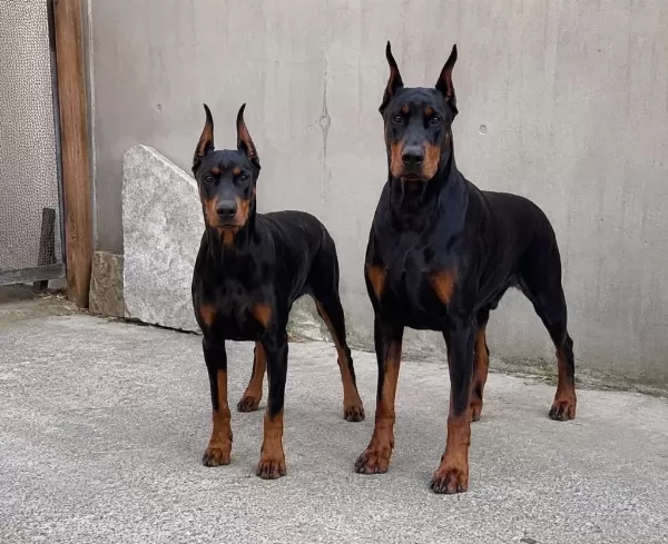 Seçkin Kan Hattı Doberman Yavrusu Fotoğraflı Ebeveyn