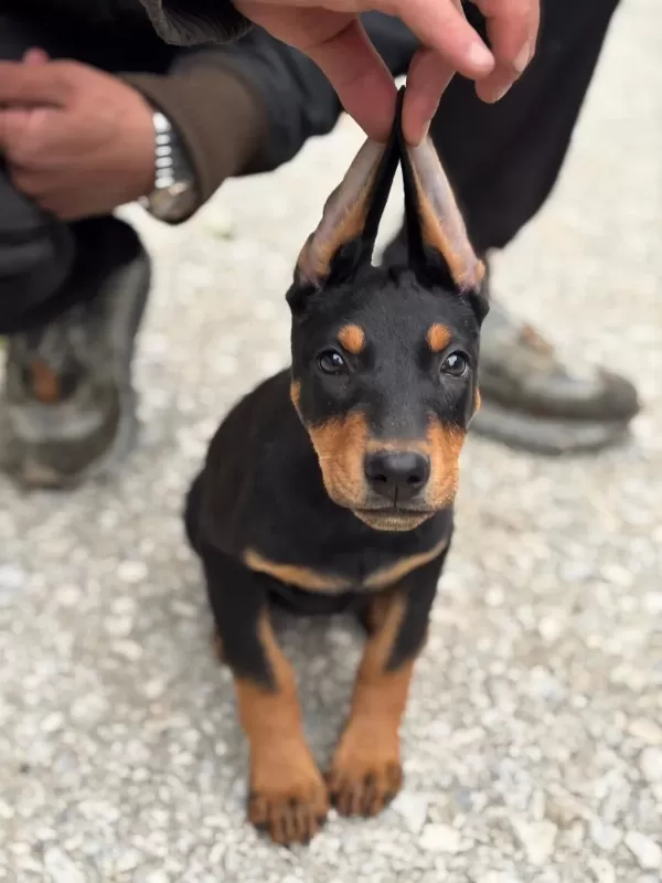 Seçkin Kan Hattı Doberman Yavrusu Fotoğraflı Ebeveyn