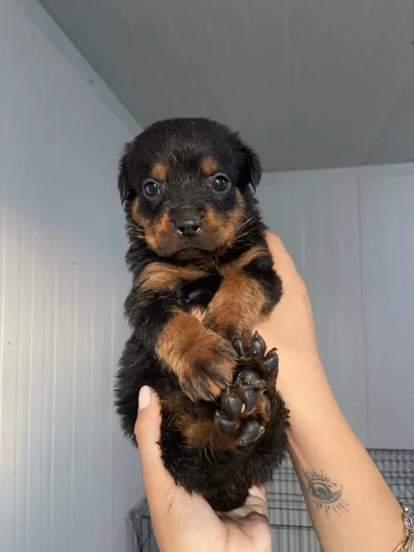 Rottweiler Yavruları