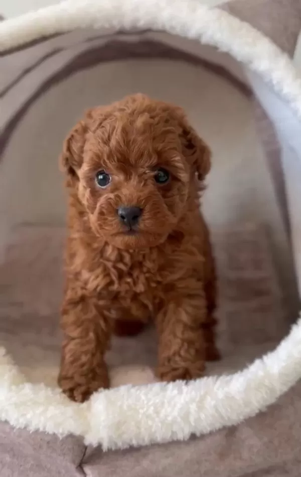 Ruhsatli Çiftlikten Toy Poodle Bebekler