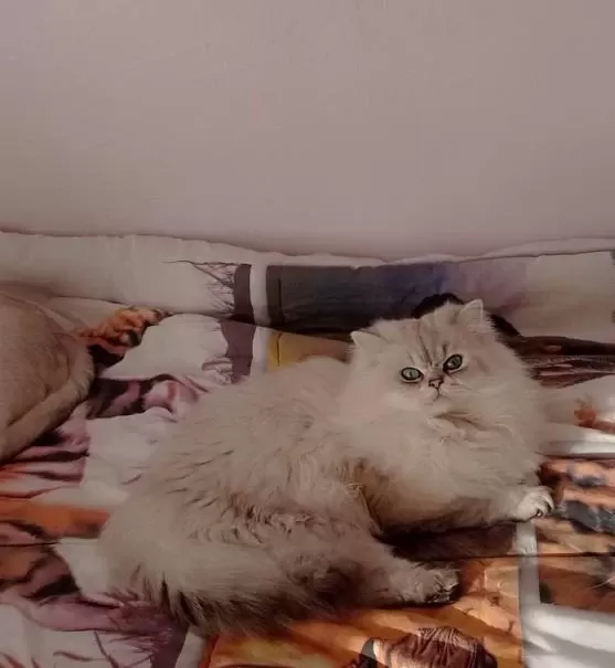 Kedimiz Ömürlük Yuva Ariyorlar