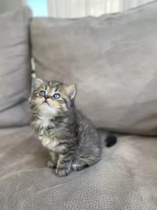 British Shorthair Yavrularımız