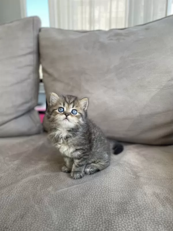 British Shorthair Yavrularımız