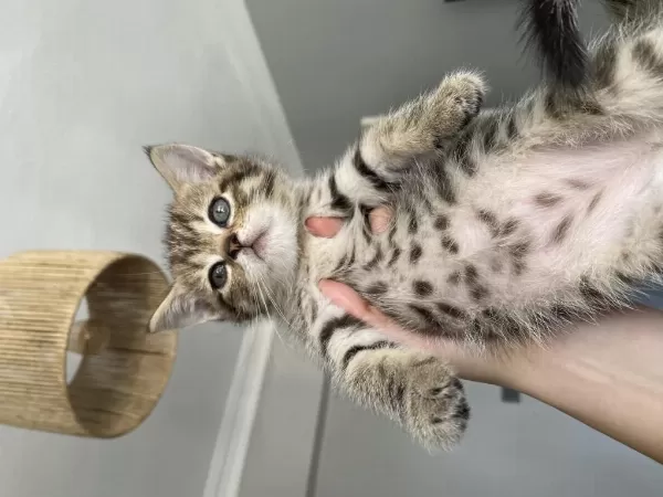 British Shorthair Yavrularımız