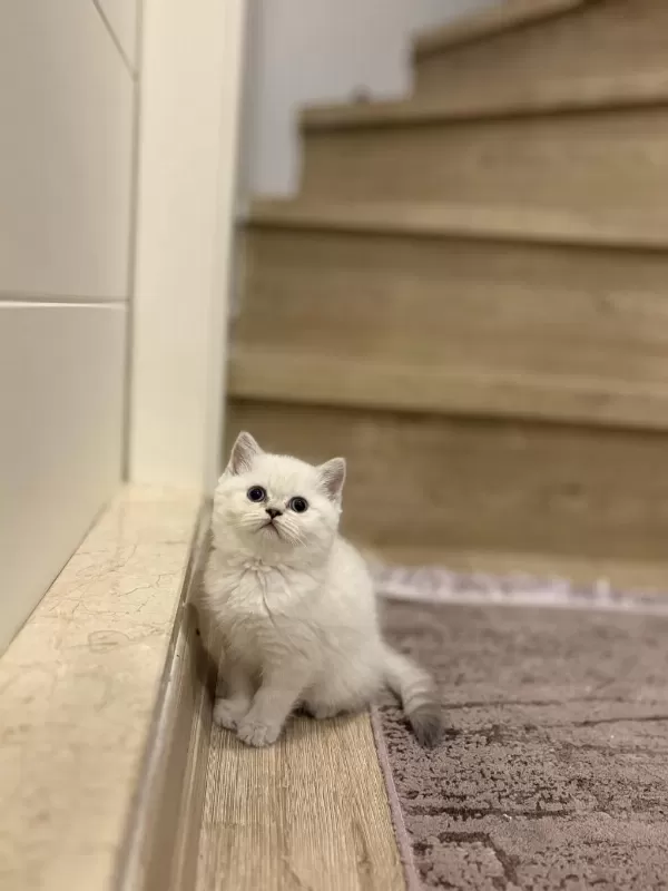 Ayi Surat British Shorthair Silver Yavrularim