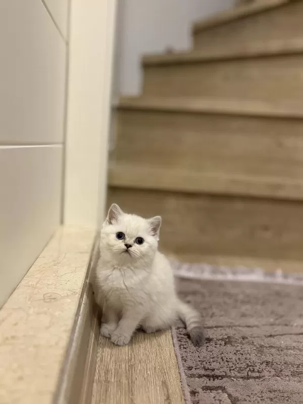 Ayi Surat British Shorthair Silver Yavrularim