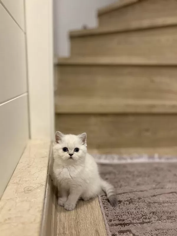 Ayi Surat British Shorthair Silver Yavrularim