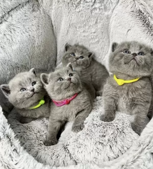 British Shorthair Gri Yavrularim