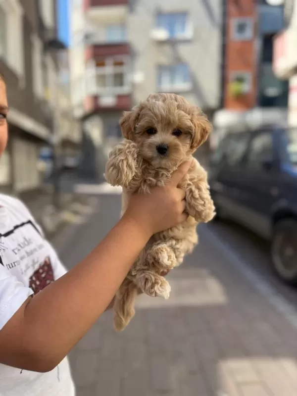 Sağlıklı Sahibinden Maltipoo
