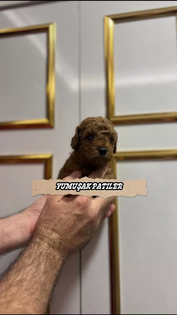 Sağlıklı Red Toy Poodle