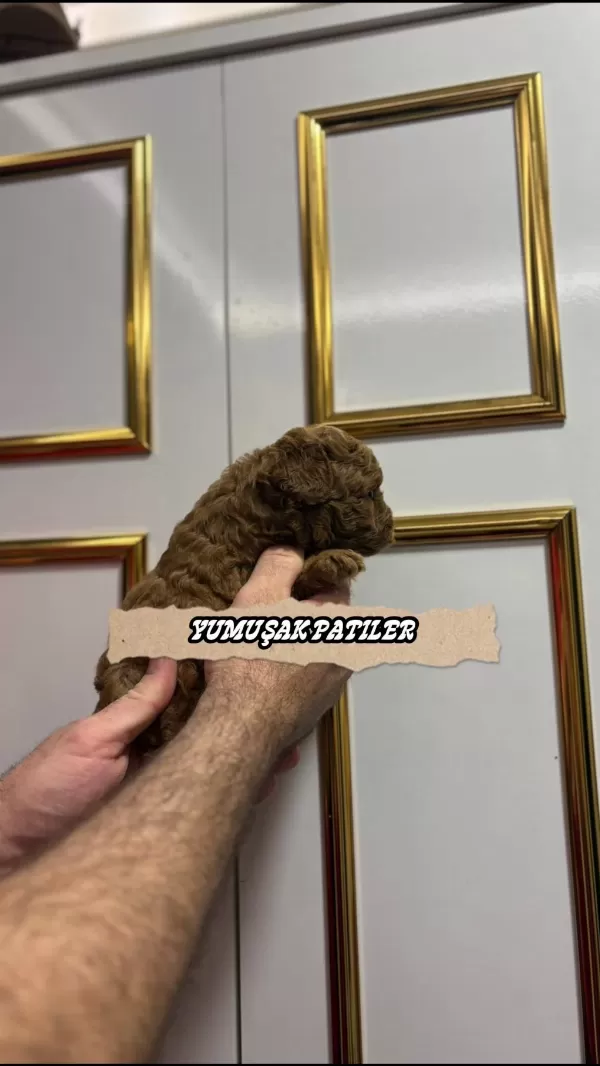 Sağlıklı Red Toy Poodle
