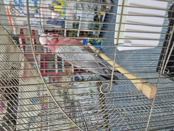 Evcil Gül Kakadu 9 Aylık