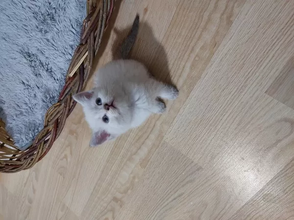 British Shorthair Ballar Hazirlar