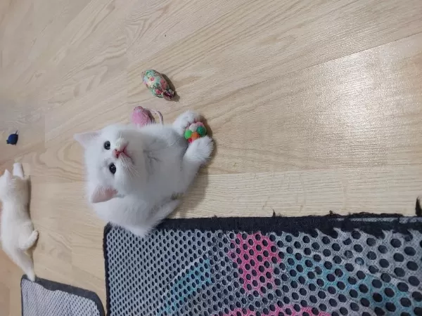British Shorthair Ballar Hazirlar