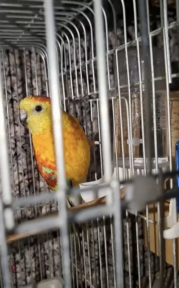 Sağlıklı Şarkıcı Pareket
