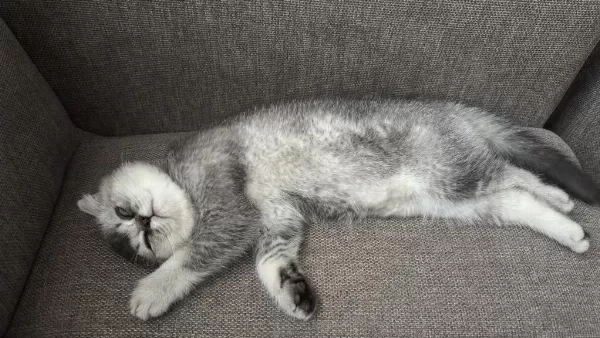 Scottish Fold Oğlumuz Yeni Yuvasını Arıyor