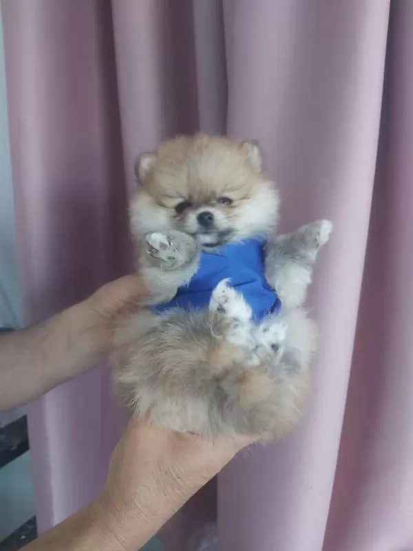 Pomeranian Boo Erkek A Kalite