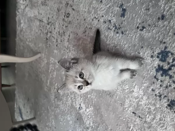 Sağlıklı British Blue Point