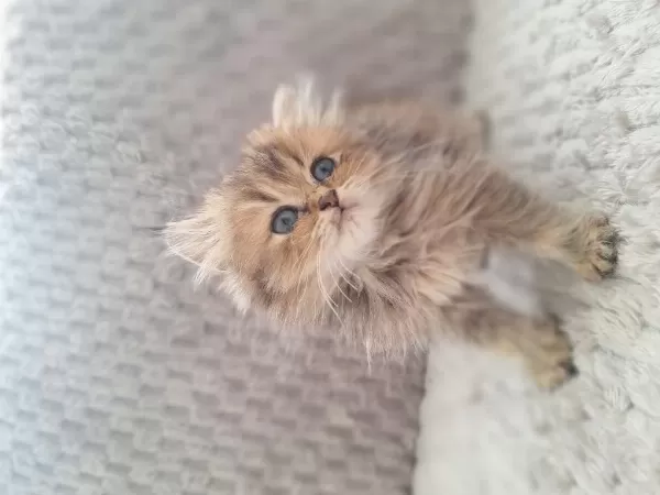 British Longhair Yavru Kedim