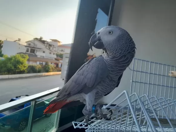 3 Yaşinda Jako Papağani Bilezikli Ful Evcil İnsan Ayirmaz