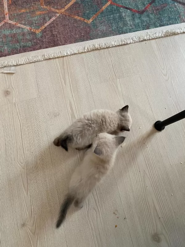 Temiz Bakımlı Yavru Kedilerimiz