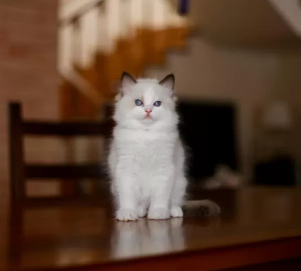 Harika Asaletli Ragdoll