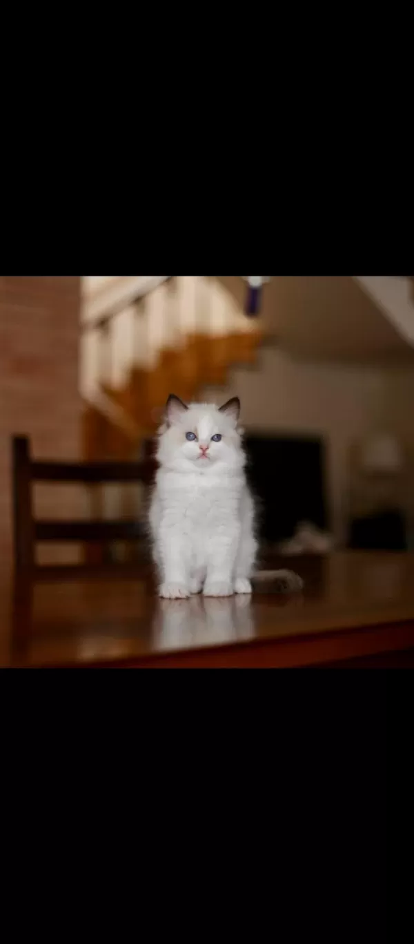 Harika Asaletli Ragdoll