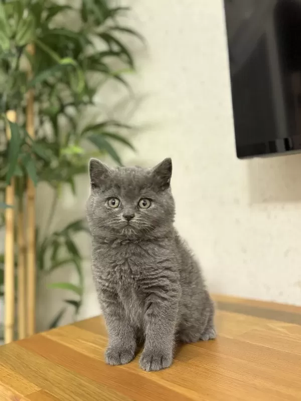 Blue British Shorthair Yavrularim