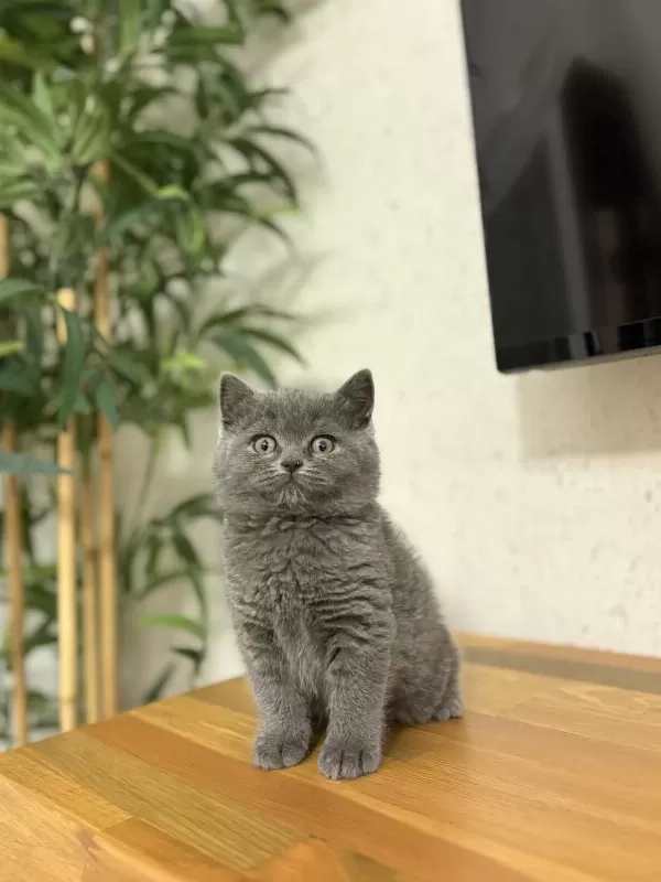 Blue British Shorthair Yavrularim