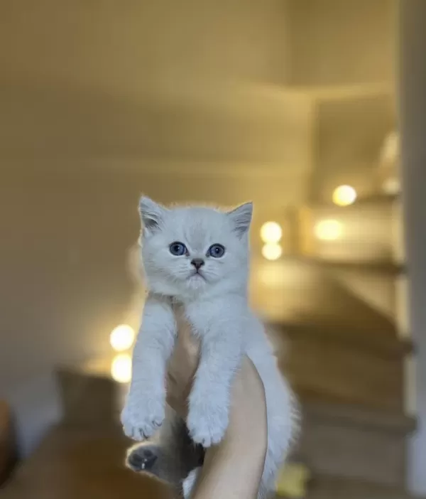 Bebek Yüz British Shorthair Silver Yavrularim