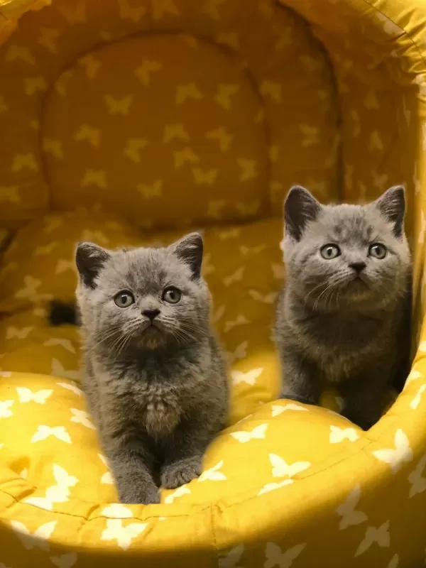 Gri British Shorthair Yavrularim