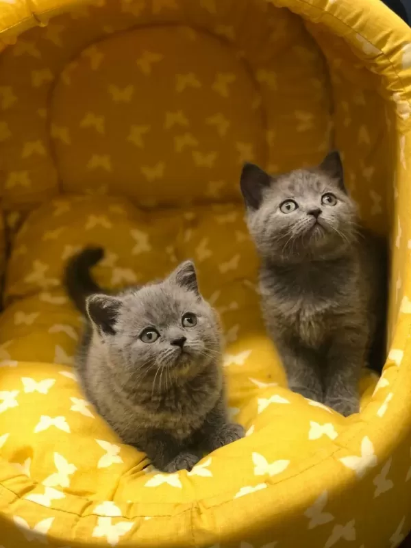 Gri British Shorthair Yavrularim