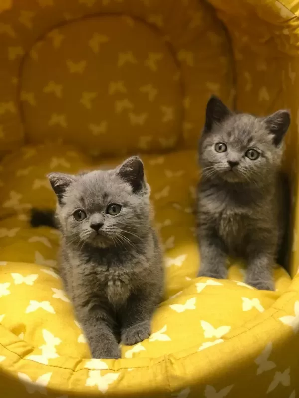 Gri British Shorthair Yavrularim