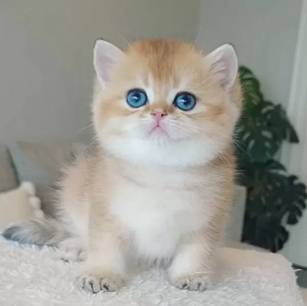 Çek Bebeksi Tenimi Çek Golden British Shorthair