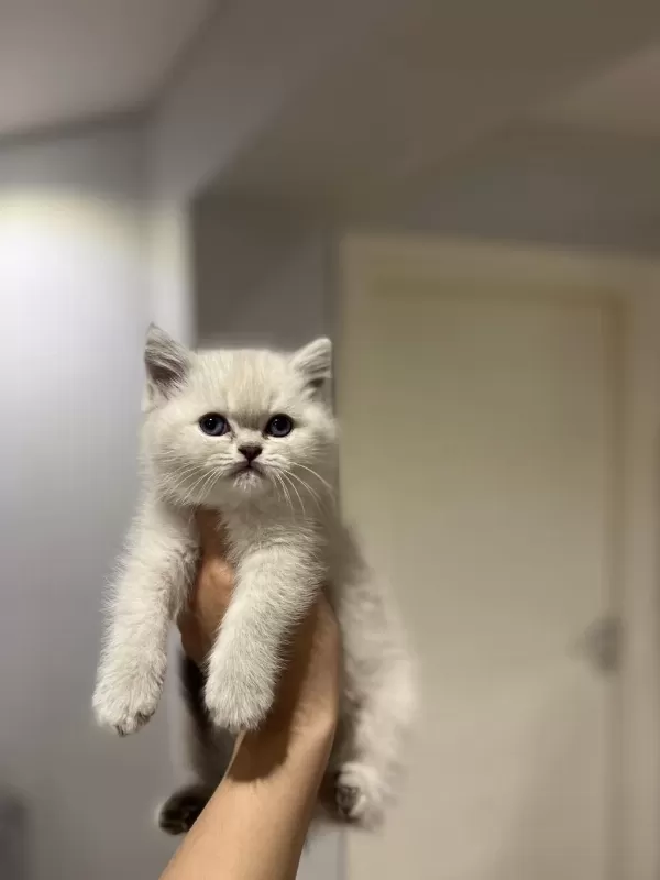 Emsalsiz Güzellikte British Shorthair Yavrularim