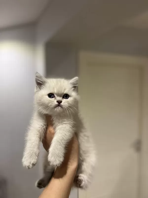 Emsalsiz Güzellikte British Shorthair Yavrularim