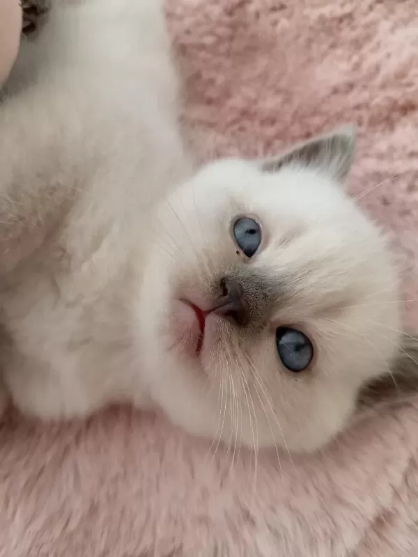 Mavi Gözlü Colorpoint British Shorthair Yavrumuz